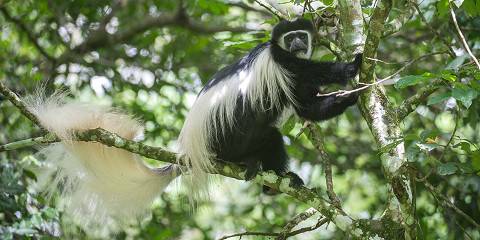 Mount Meru Hiking Expedition Tanzania