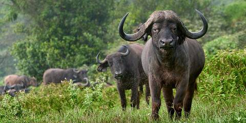 Lake Manyara and Arusha National Park Safari