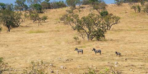 Honeymooner's Tanzanian Safari