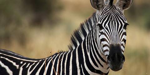 3-Day Fly in the Best of Tanzania Safari