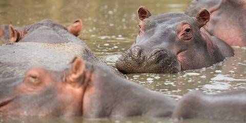 4-Day Serengeti, Ngorongoro & Manyara Adventure