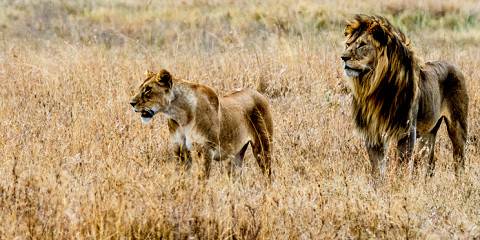 5-Day Tarangire, Central Serengeti and Ngorongoro Crater