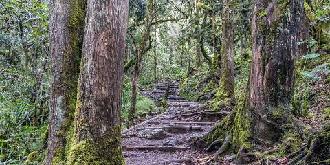 1-Day Kilimanjaro Mountain Foothills Hiking
