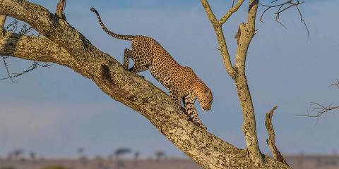 4-Day Tarangire, Serengeti, Ngorongoro & Cultural Tour
