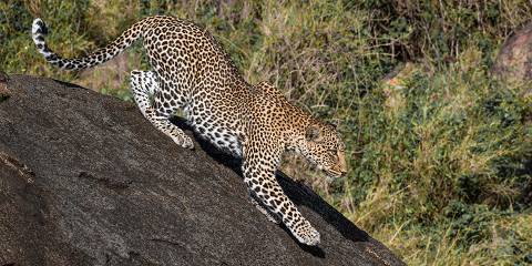 12-Day Combine Mt Kilimanjaro & Tanzania Safari