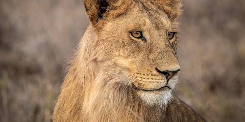 6-Day Ultimate Serengeti Migration Luxury Safari