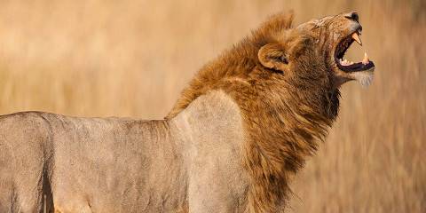 3-Day Serengeti and Ngorongoro Midrange Adventure Safari