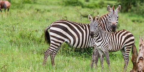 Tanzanian Safari & Materuni Waterfalls Experience