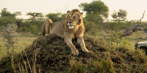 3-Day Big Five Luxury Safari / Serengeti & Ngorongoro