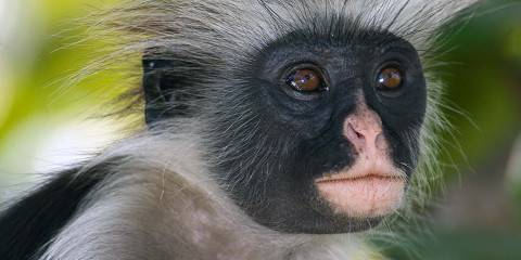 9-Day Bush&Beach Spectacular Safari and Zanzibar Holiday