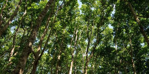 Amani–Muheza Medicine & Ethnobotany Expedition