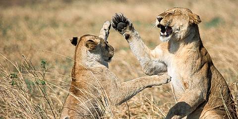 1-Day Day Trip to Ruaha National Park