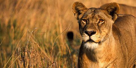 3-Day Land of Giants - Tarangire Safari from Zanzibar