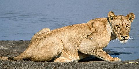 6-Day Mid Big 5 and Big Cats Safari