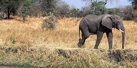 4-Day Fly-in Serengeti Birthday Celebration Safari