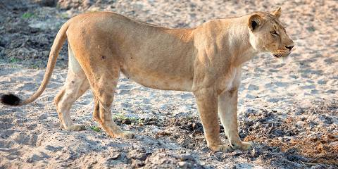 Private Wildlife Safari