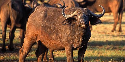 Magic Tarangire, Ngorongoro, Serengeti & Manyara