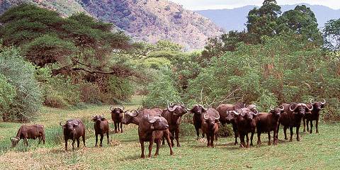 4-Day Wilderness Safari with Lion Motorcycle Adventure