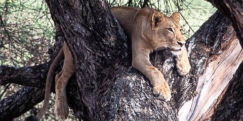 3-Day Arusha Park, Tarangire & Manyara National Park
