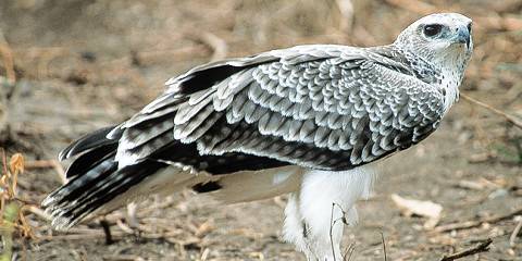 12-Day The Great African Birding Safari