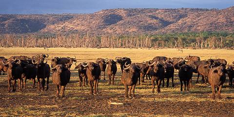 3-Day Fly in Tarangire, Ngorongoro and Lake Manyara