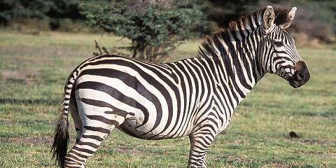 3-Day Safari to Arusha, Ngorongoro Crater & Lake Manyara