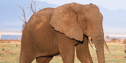 3-Day Wild Wonders Tour; Tarangire, Ngorongoro & Manyara
