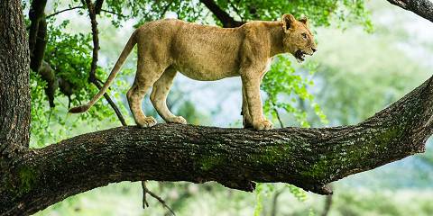3-Day Luxury Private Safari Serengeti & Ngorongoro