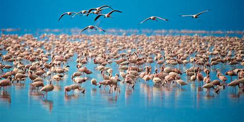 5-Day Comfort Safari Northern Circuit Tour