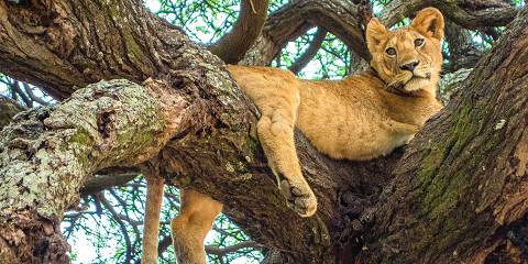 3-Day Zanzibar to Serengeti Fly in Safari Adventures