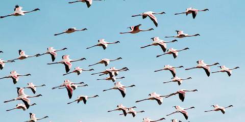 6-Day Serengeti, Tarangire, Ngorongoro and Natron Safari