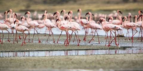 7-Day Tanzania Great Migration Experience (July–October)