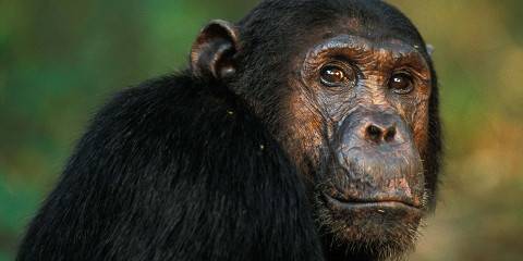 4-Day Chimpazee Trekking Gombe Steam