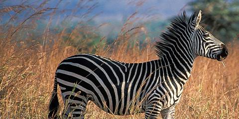 7-Day The Big Five Unforgetable Safari in Tanzania