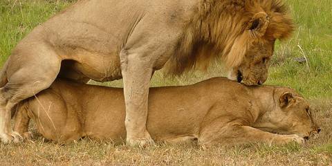 3-Day Fly in & Fly out Serengeti from Zanzibar