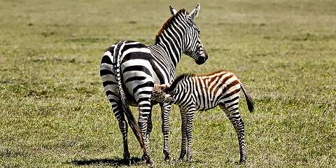 3-Day Luxury Tarangire & Ngorongoro