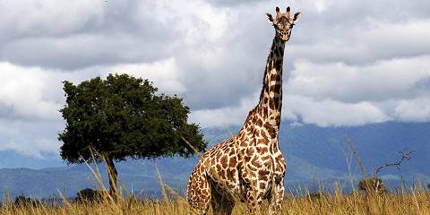 3-Day Private Safari Serengeti and Ngorongoro Tour
