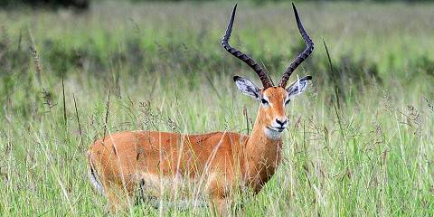 Incredible Tanzanian Wildlife Expedition