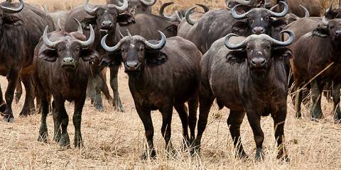4-Day Great Migration-Calving Season Serengeti Explorer