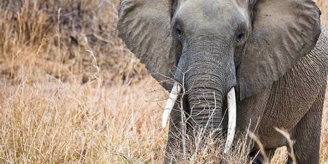5-Day Safari Adventure with Premium Five-Star Hotel Stay