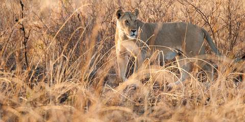 Safari Visit Lake Manyara and Ngorongoro