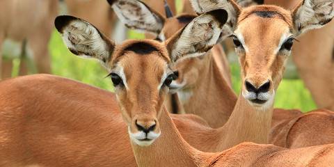 6-Day Tanzania Safari- Serengeti, Crater & Tarangire