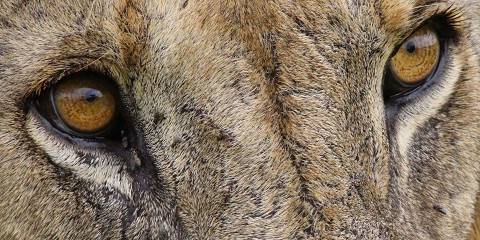 4-Day Mikumi and Udzungwa Mountains National Park