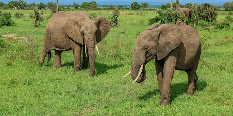 3-Day Mikum, Uluguru Waterfalls & Maasai Tour by Tain