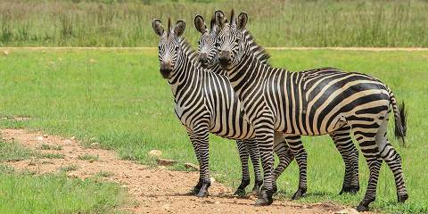 7-Day Beyond the Savannah - Comfort