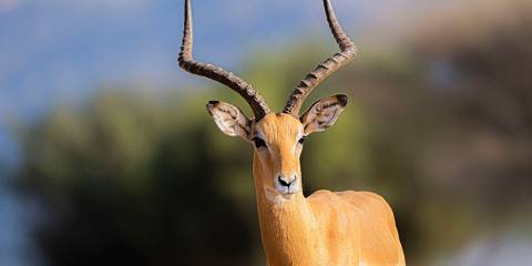 7-Day Tanzania Safari and Materuni Waterfalls