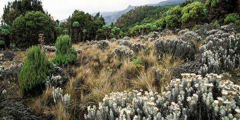(Marangu Route) Kilimanjaro Trek for Adventurers