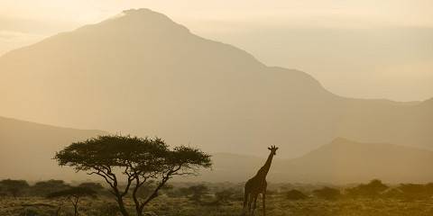 Great Migration (Ndutu & Ngorongoro Crater)