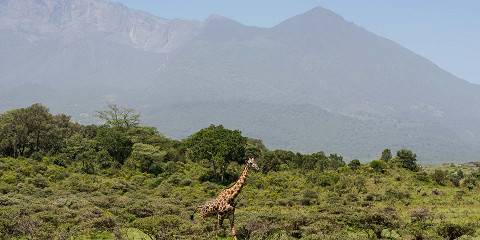 Comfort Safari to Arusha NP to Lake Manyara NP