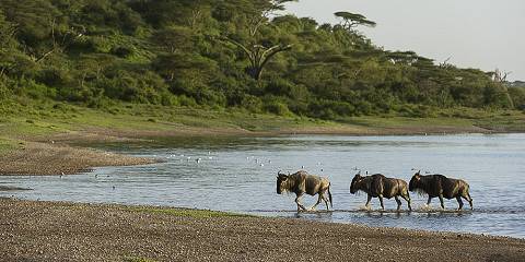 3-Day Serengeti & Ngorongoro Safari (Wildebeest Calving)